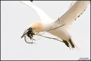 GANNETS, FULMARS, PELICANS, AND CORMORANTS